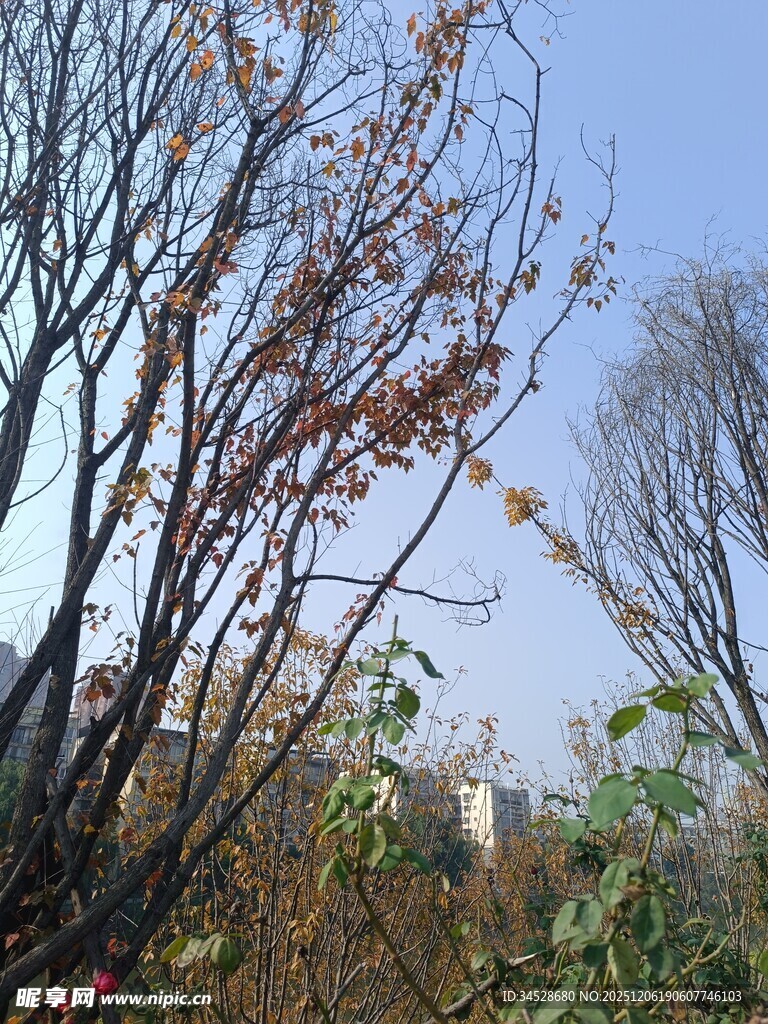 秋日萧瑟树枝景观