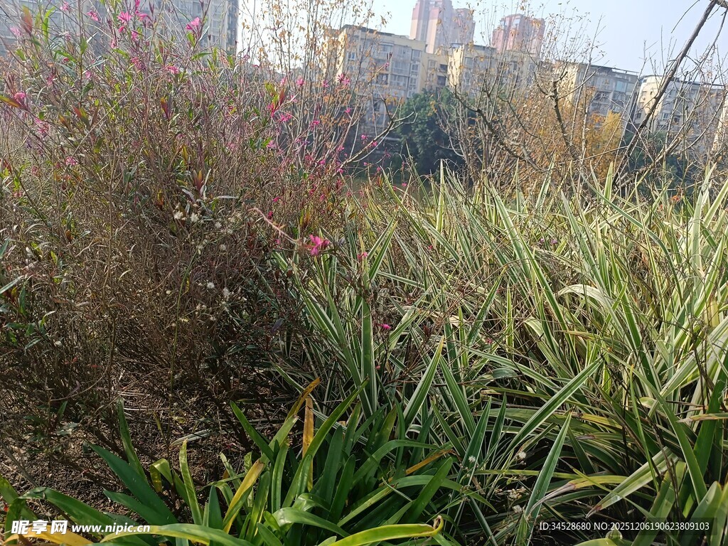 户外多样绿植景观