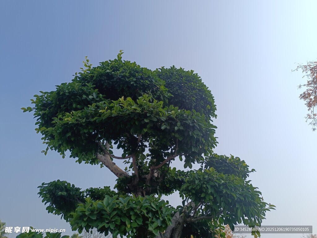 造型独特的景观树