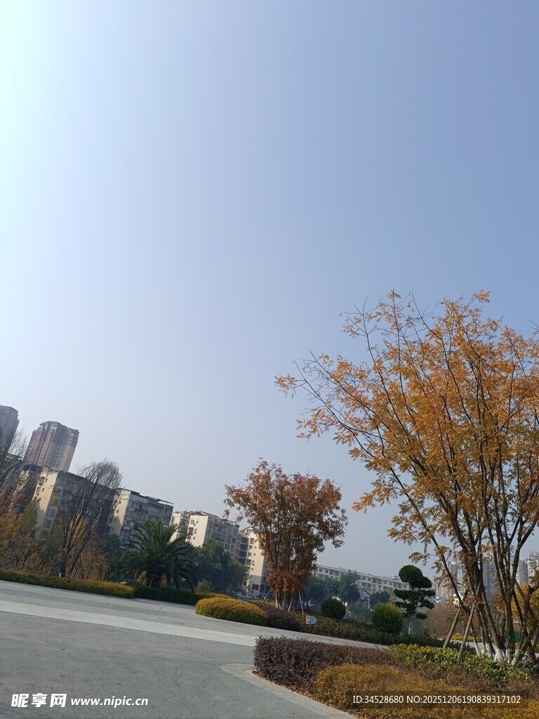 秋日城市道路旁的斑斓景致