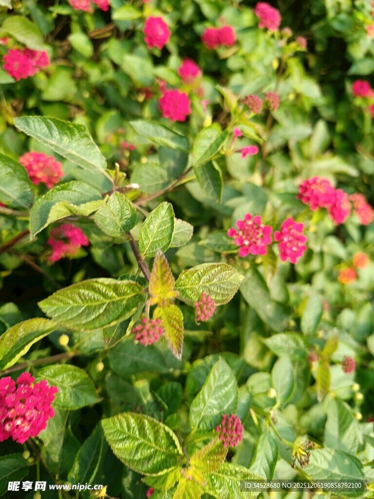 鲜艳花丛中的多彩植物