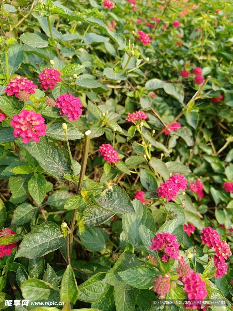 鲜艳粉花绽放绿植间