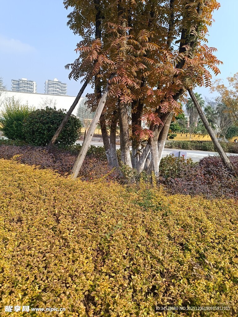 秋日园林景观中的多彩植物