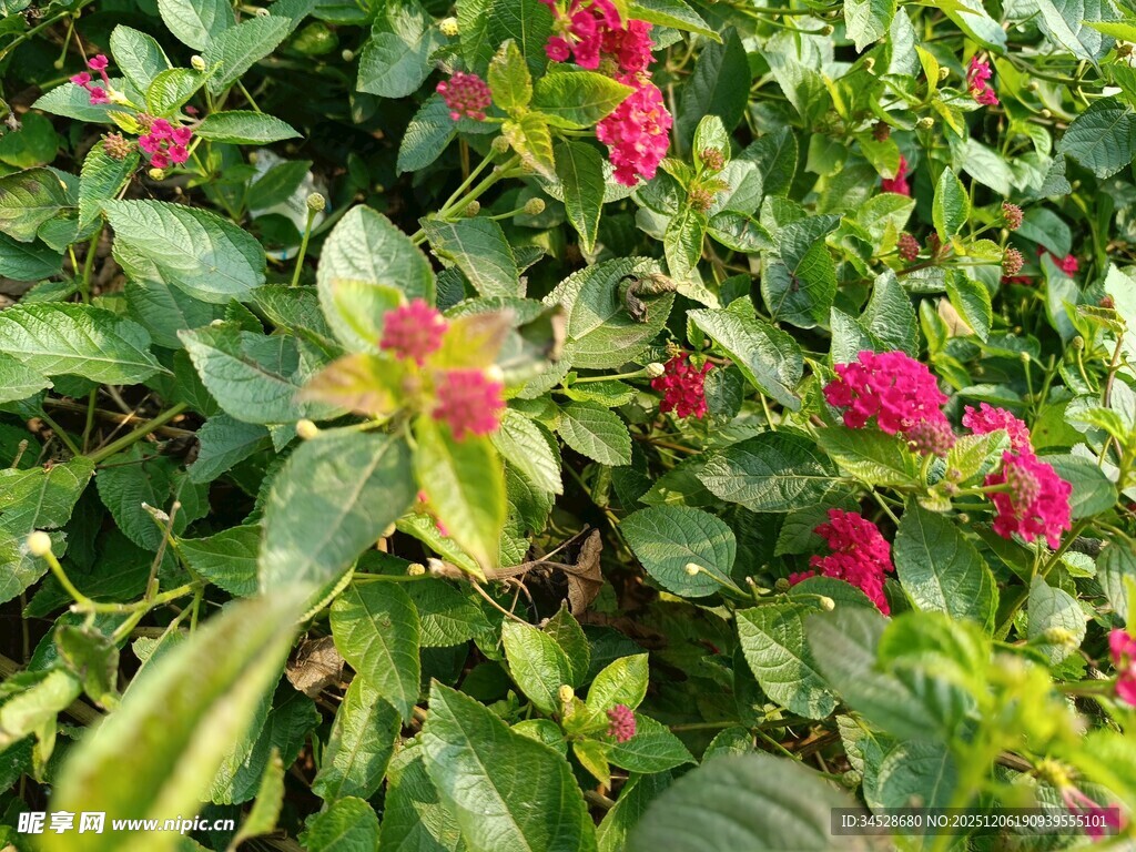 绿叶丛中绽放的艳丽花朵
