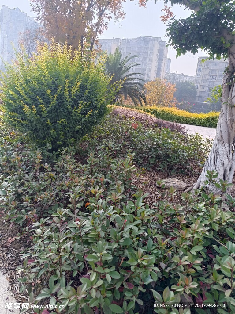 城市街边绿植景观
