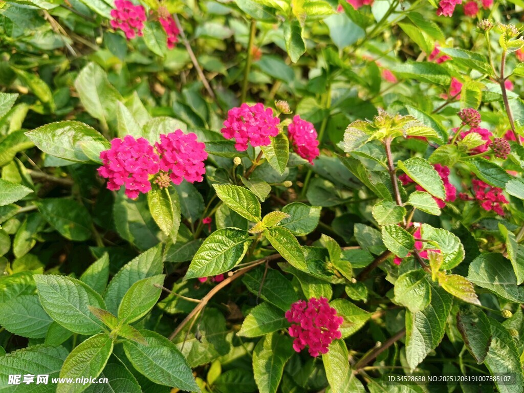 鲜艳粉花绽放绿叶间