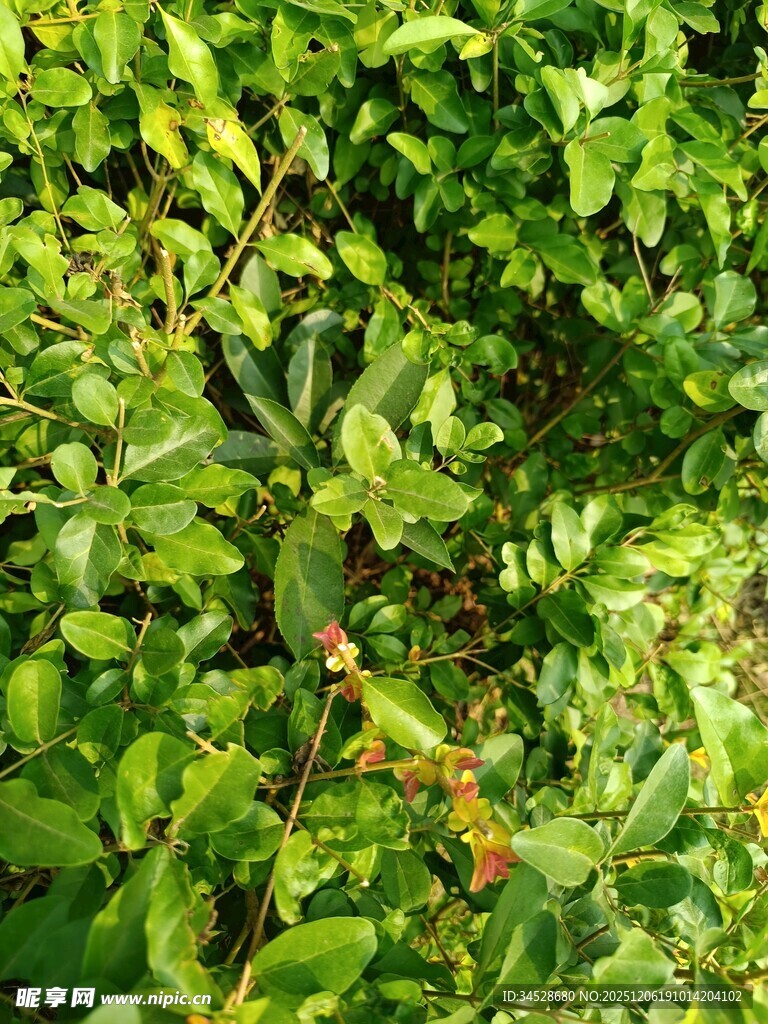 翠绿繁茂的植物叶片