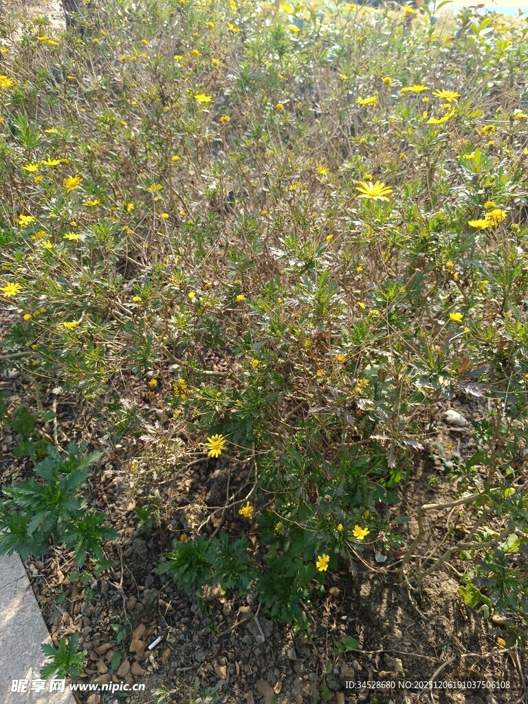 路边绽放的黄色小花