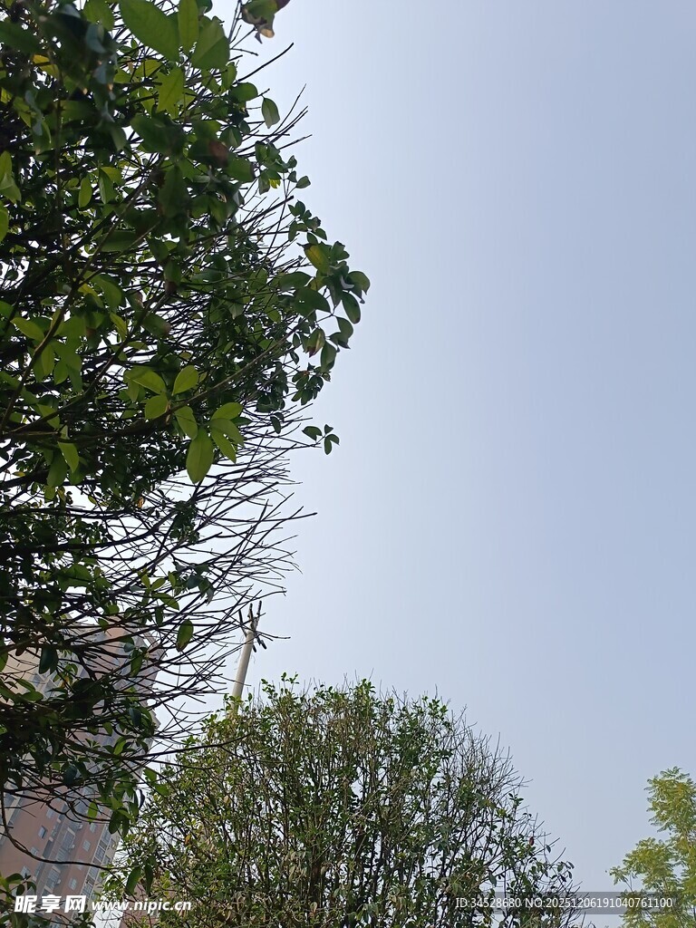 仰视绿树蓝天景象