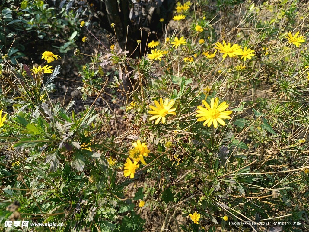 野外绽放的黄色小花