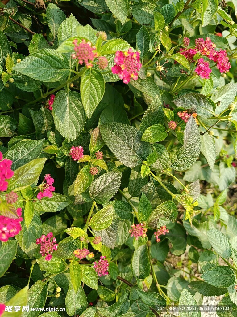 绿叶间的艳丽粉色花朵