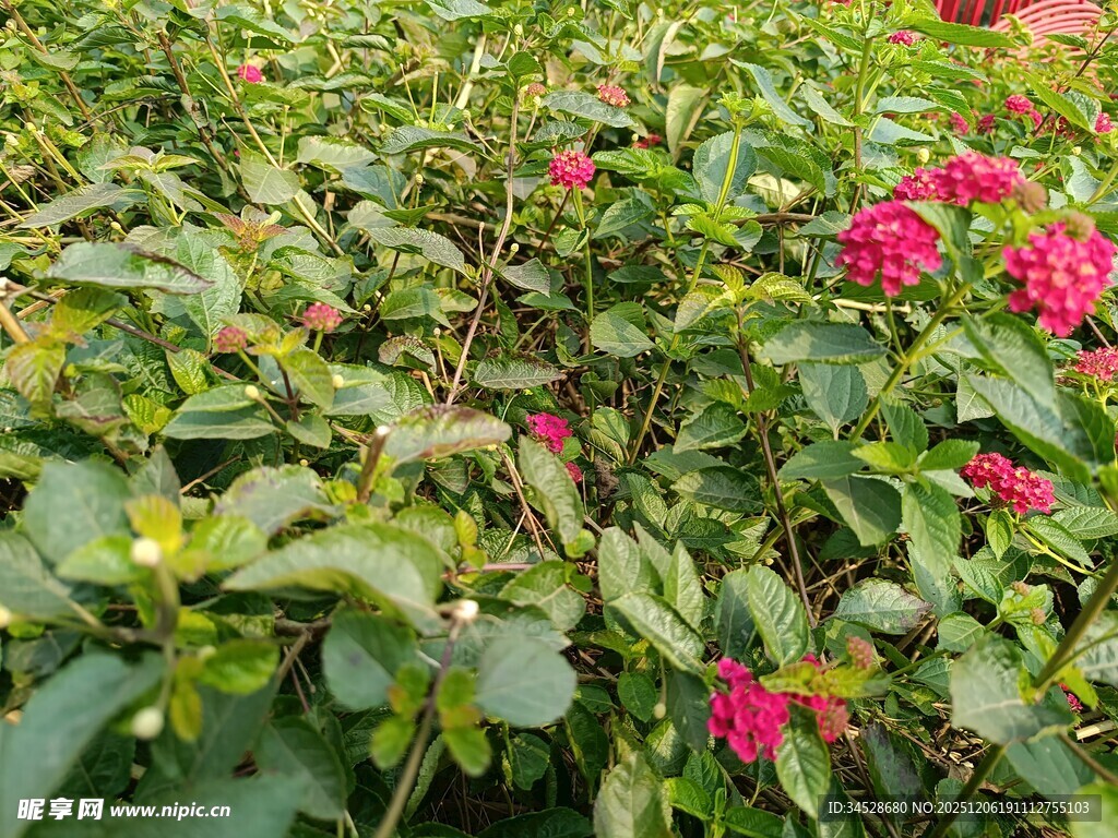 绿叶丛中的艳丽红花朵