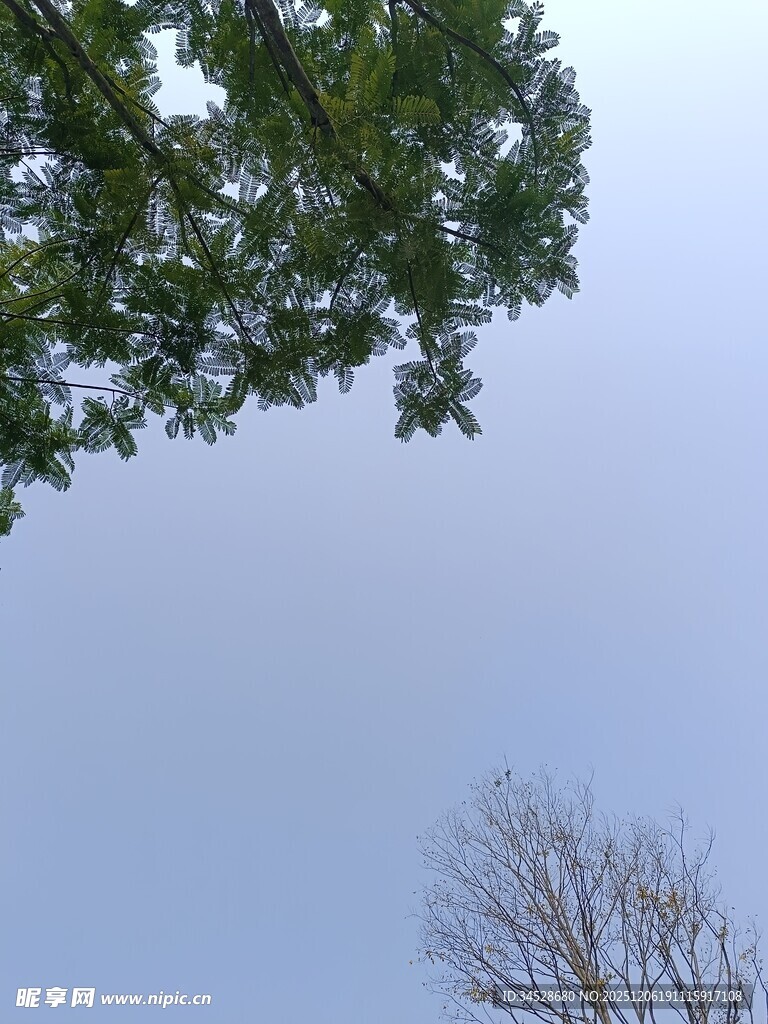 仰视绿树与光秃树木