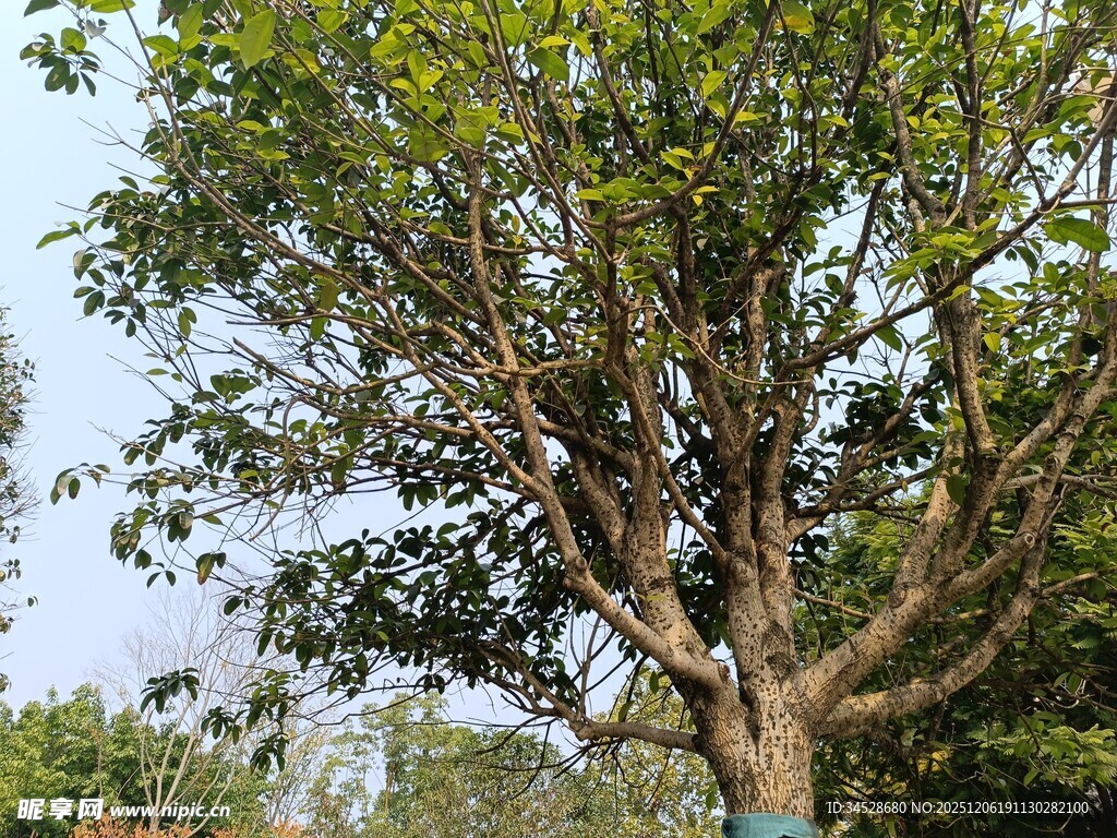 茂盛大树展现自然生命力