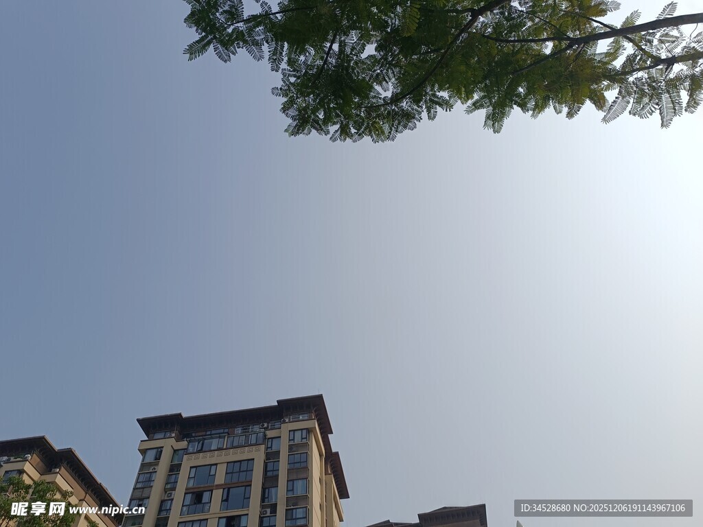 高楼与枝叶映衬的景致