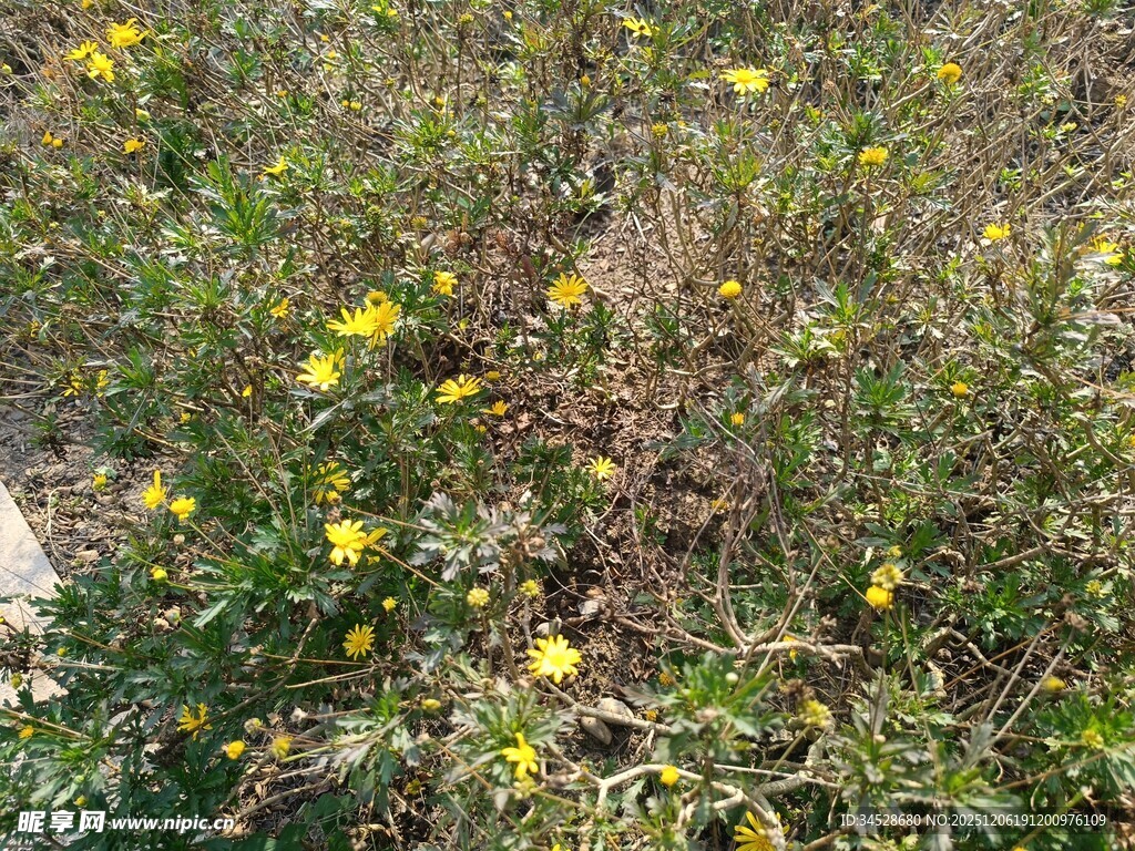 野外绽放的黄色小花