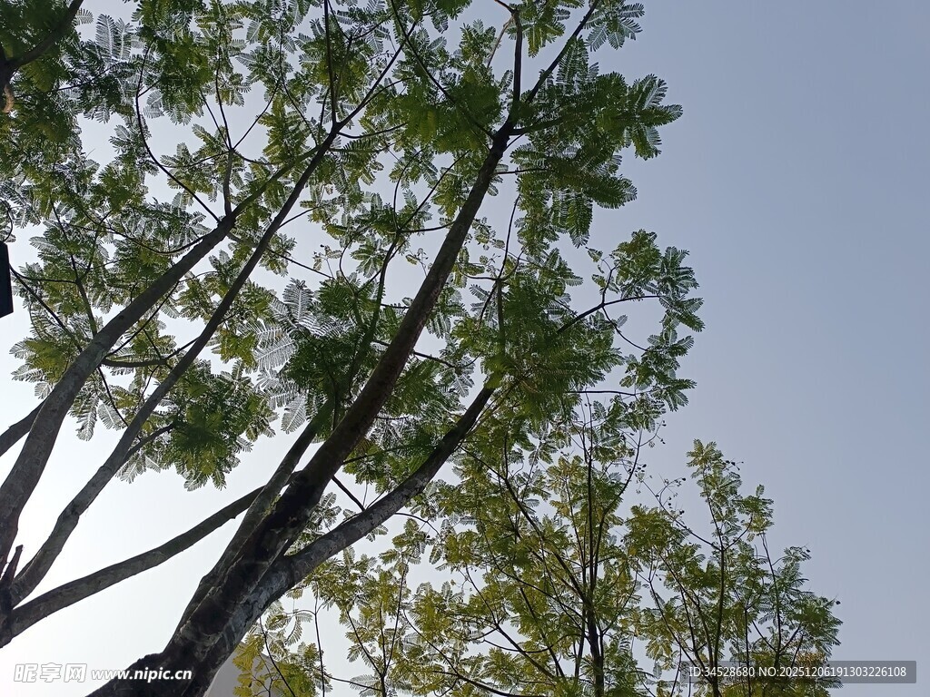 仰观绿树蓝天