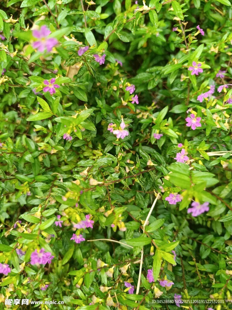 绿叶丛中的粉色小花