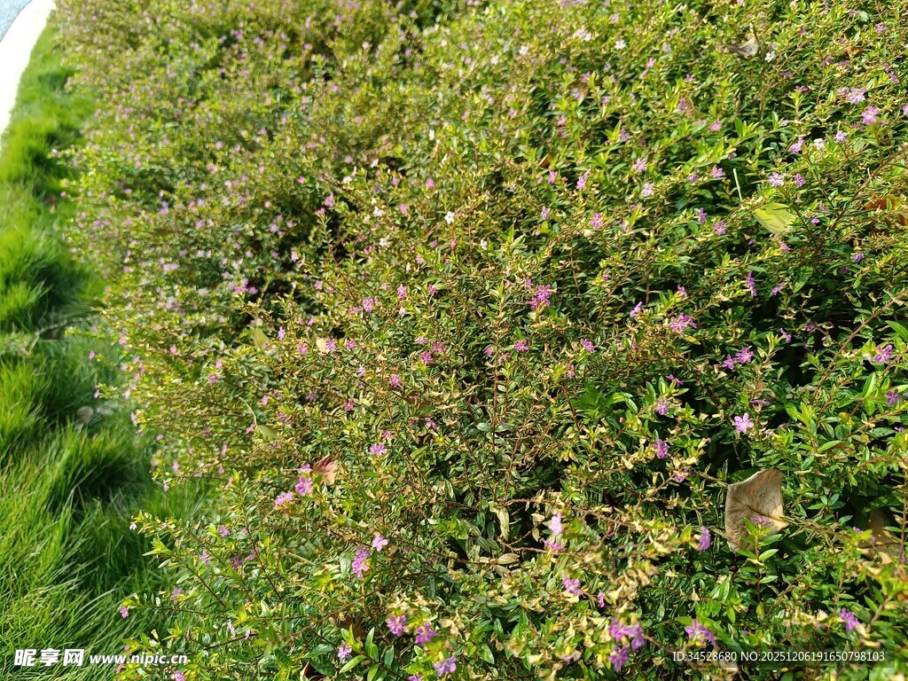 繁茂绿植中的点点小花