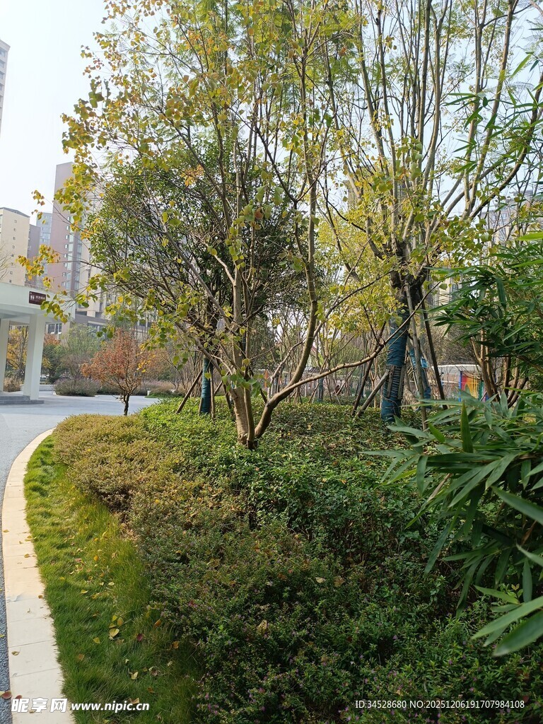 城市中的静谧绿植小径