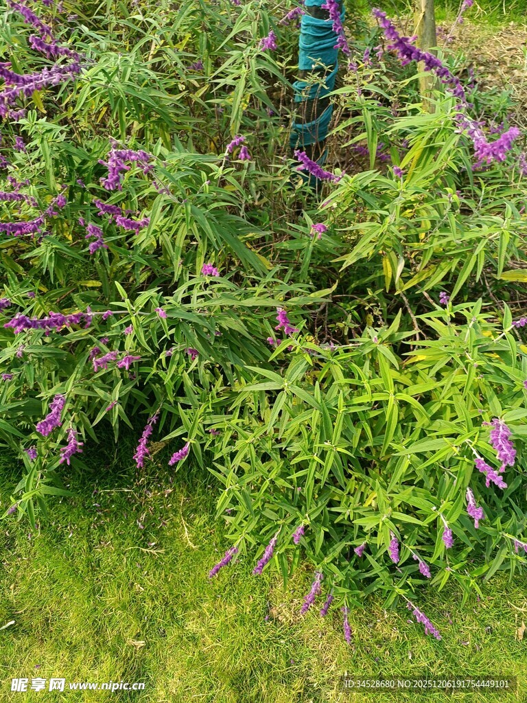 紫色花卉与绿植景观