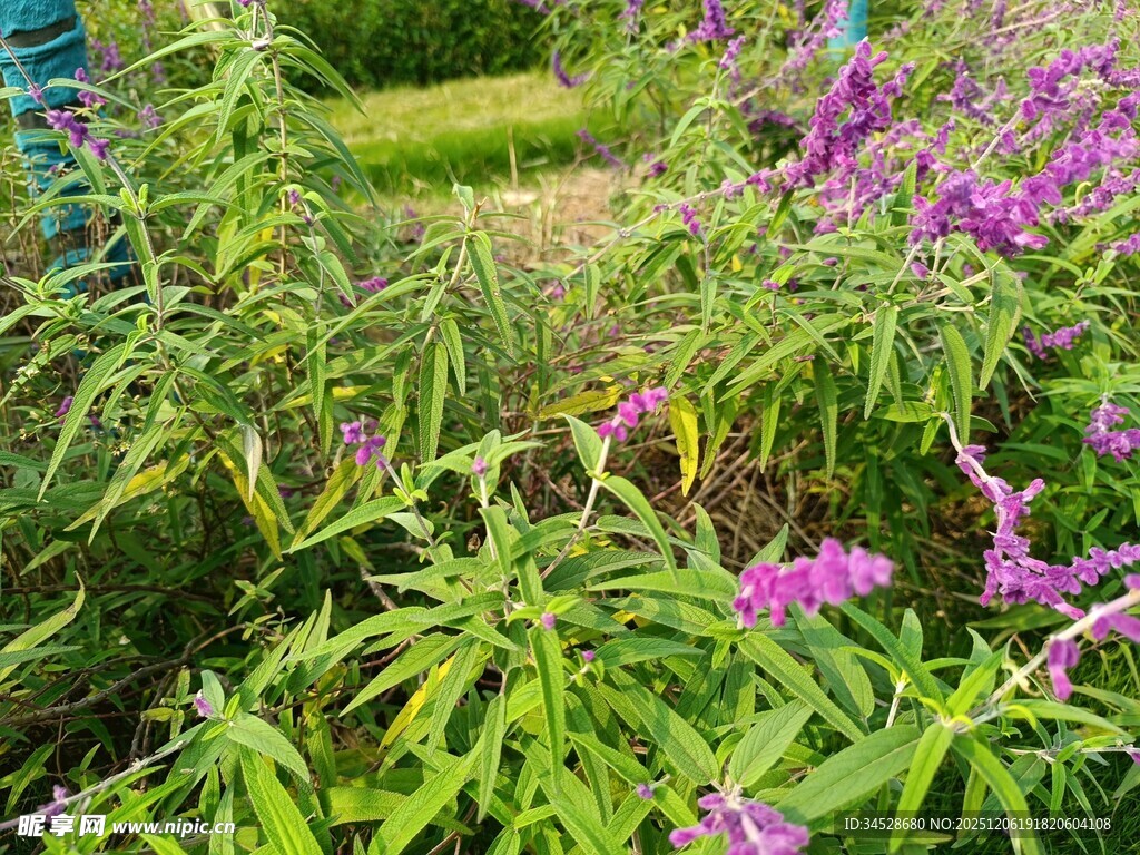 繁花盛开的绿意花园