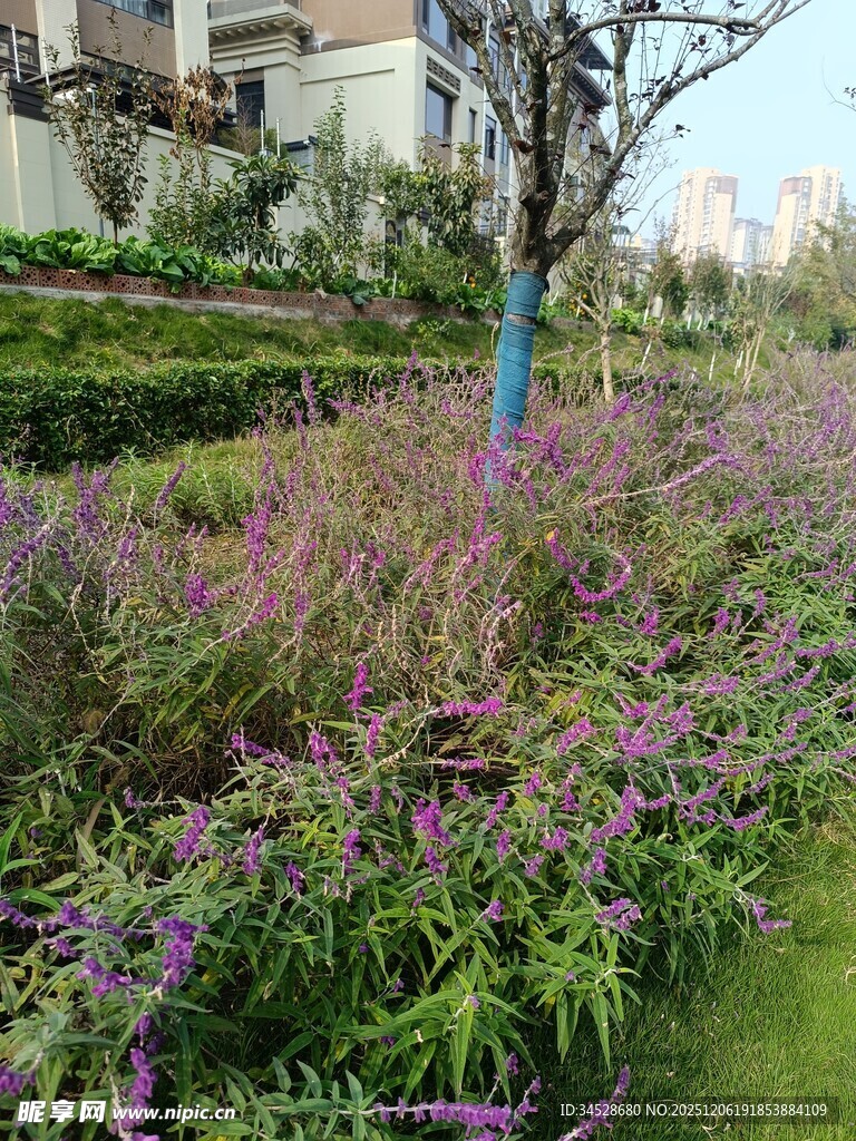 多彩花卉装点的美丽景观