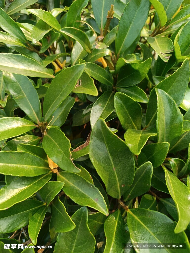 翠绿繁茂的叶片植物