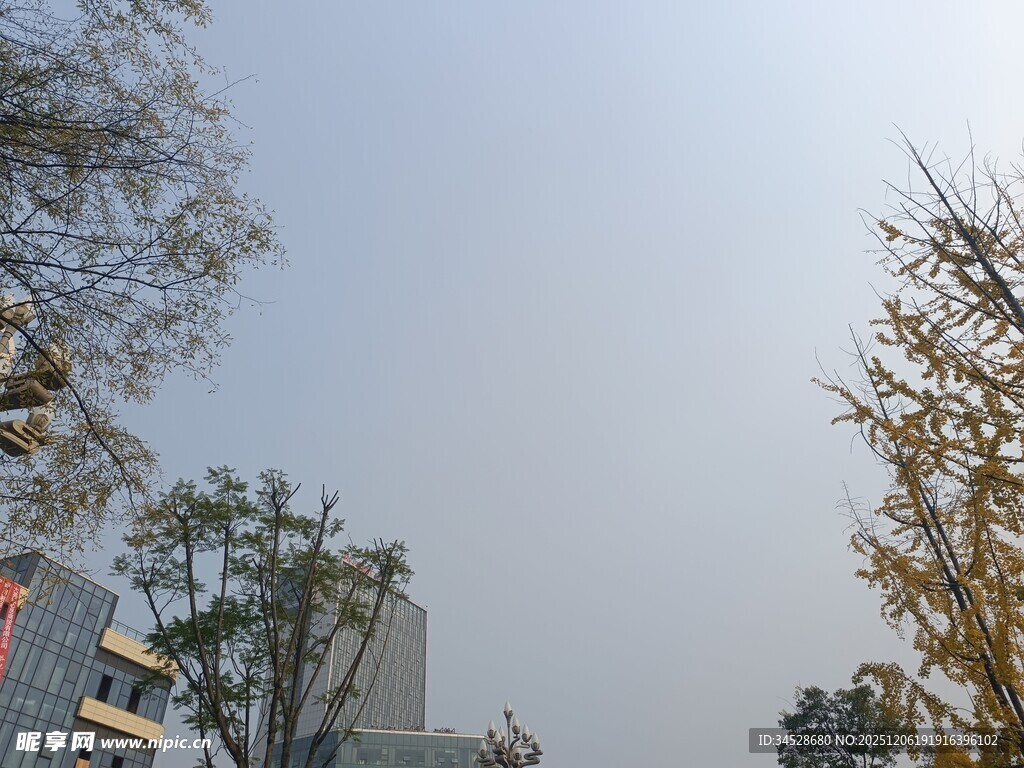 城市树木与建筑景观