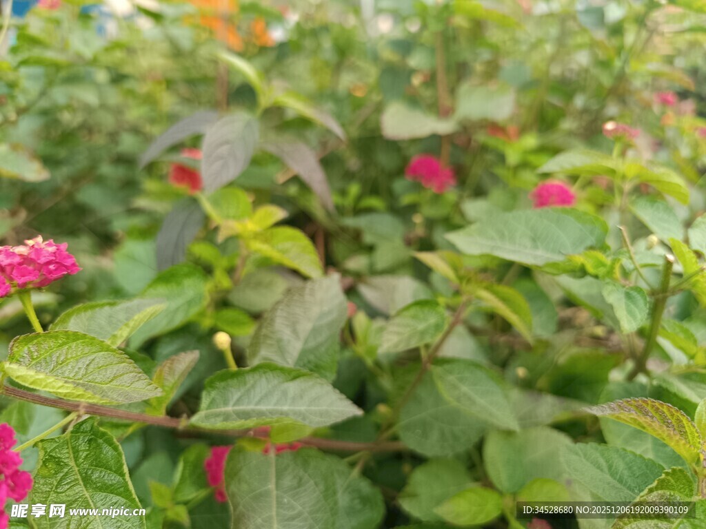 绿叶丛中绽放的娇艳花朵