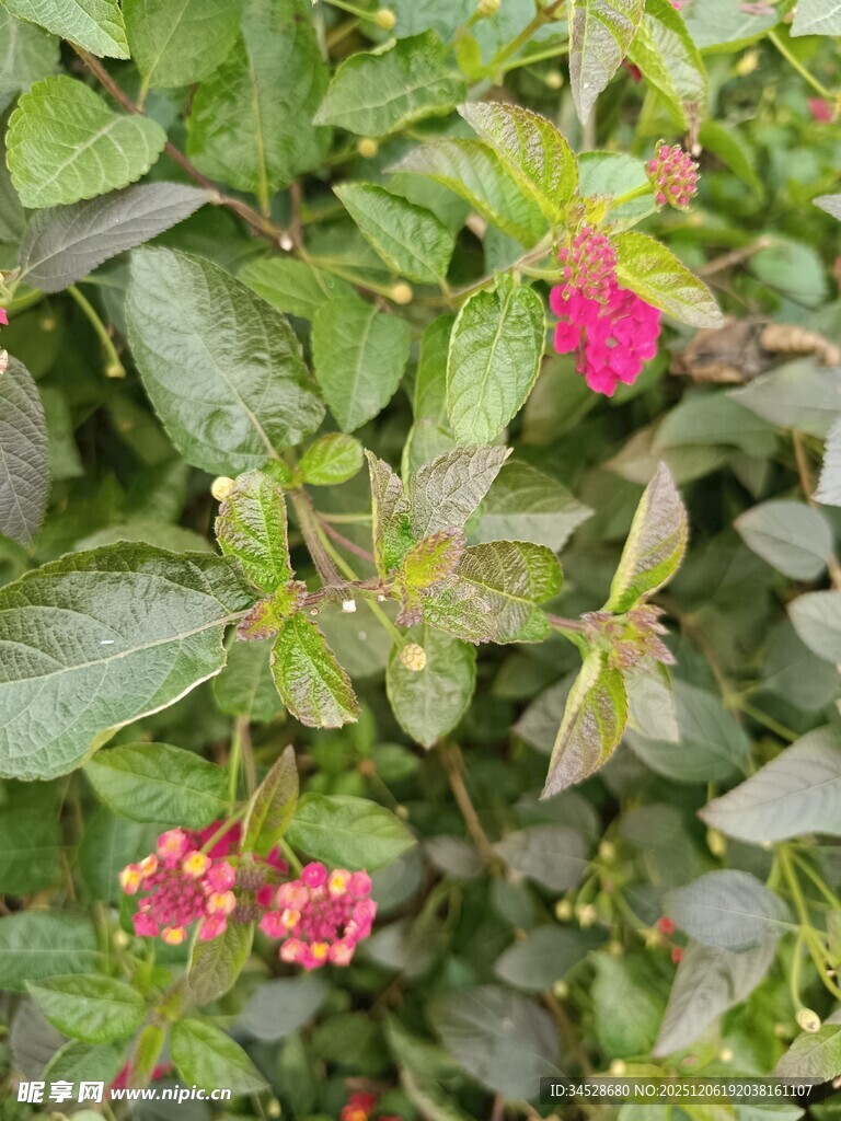 绿叶间的娇艳小红花