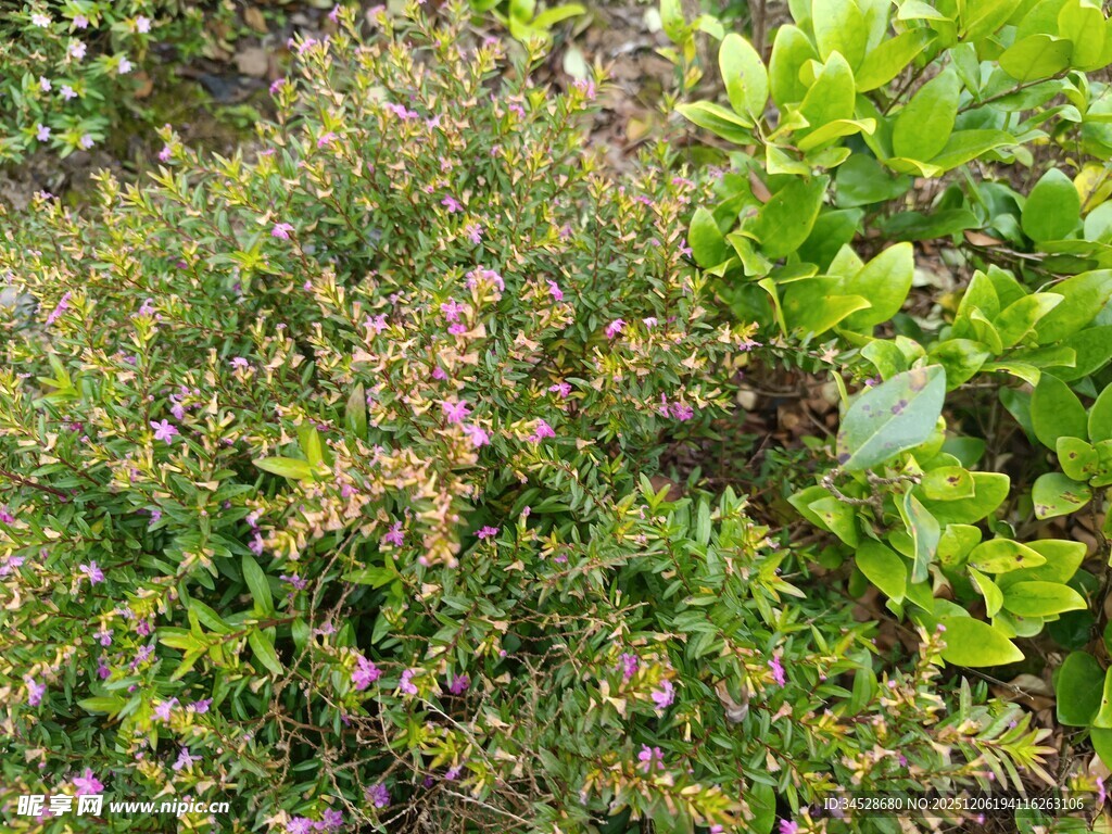 繁茂绿植中的粉色小花