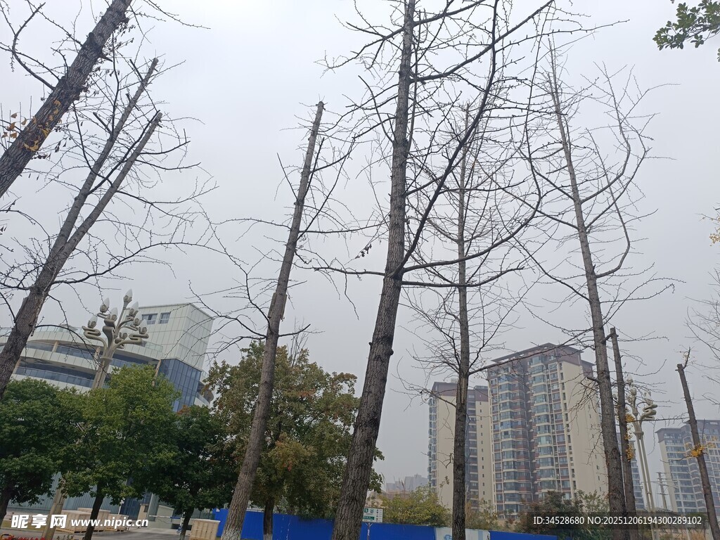 冬日枯树旁的城市建筑