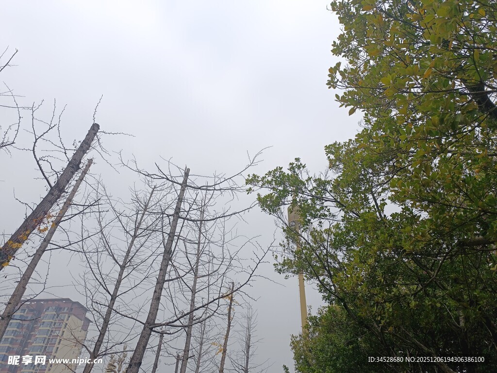 枯树与绿树的对比景象