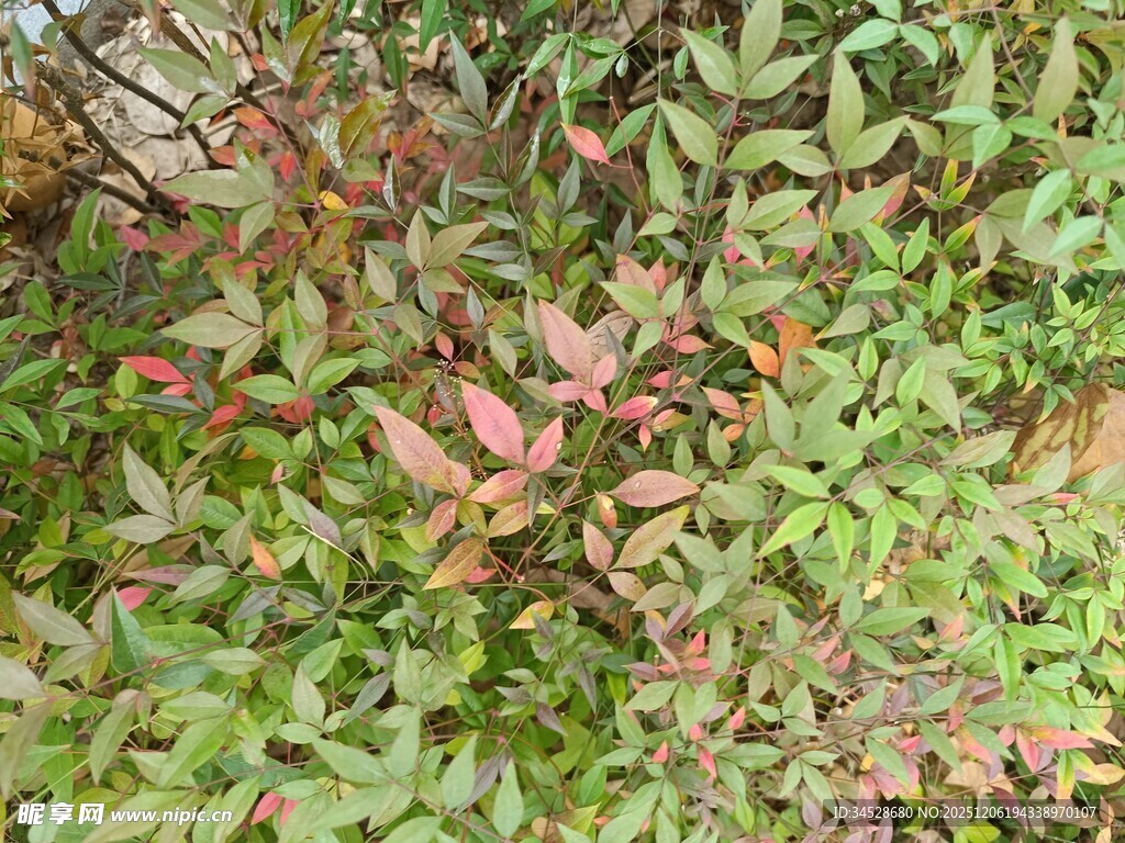 多彩叶片植物特写