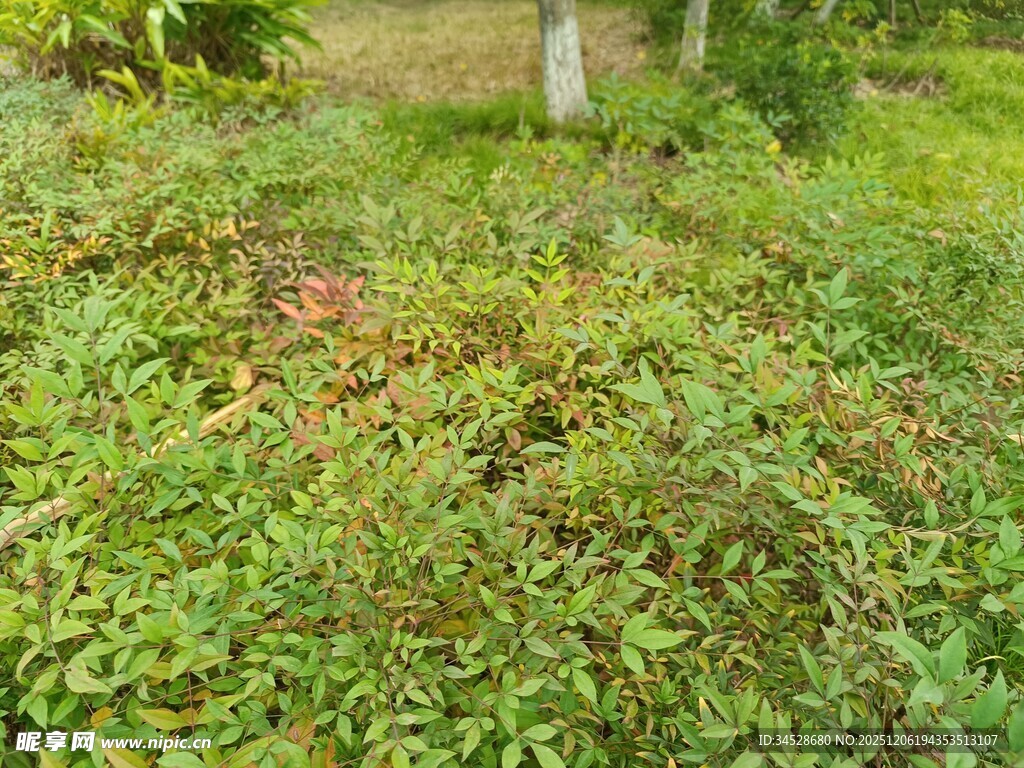 绿意盎然的草地景观