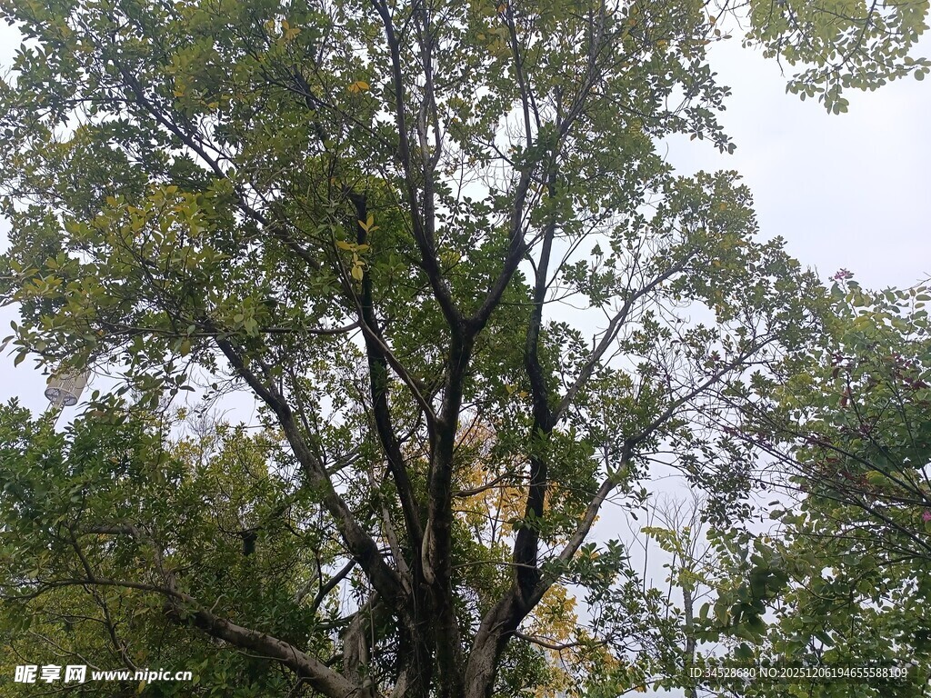 高大繁茂的树木