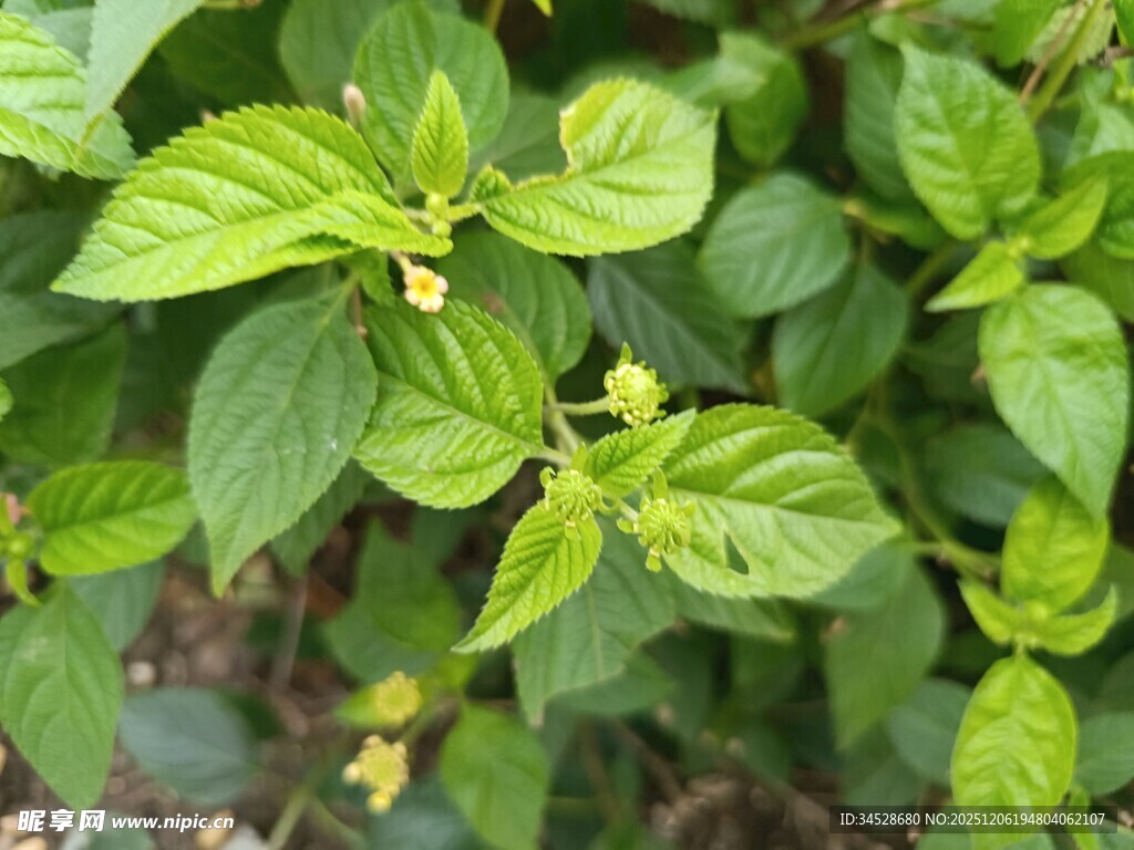嫩绿叶片植物特写