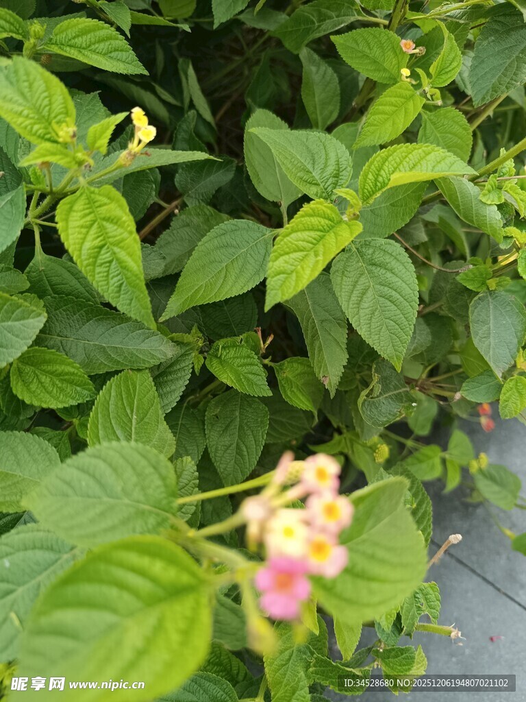 绿叶丛中的娇艳小花