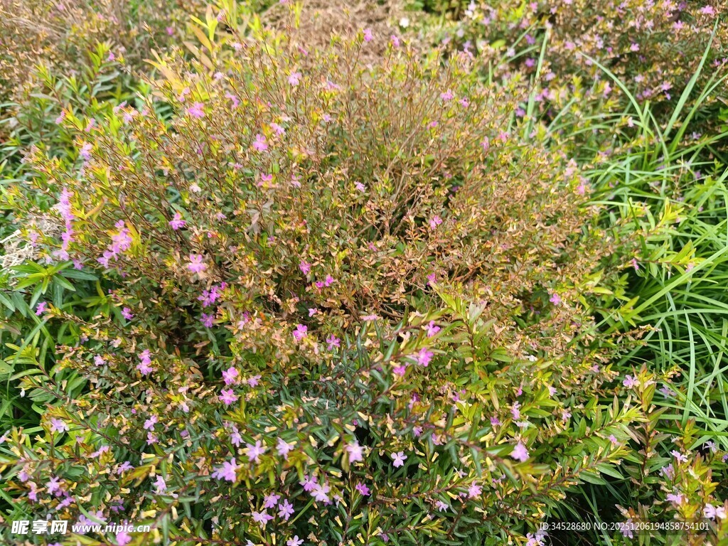 繁茂花草展现自然生机