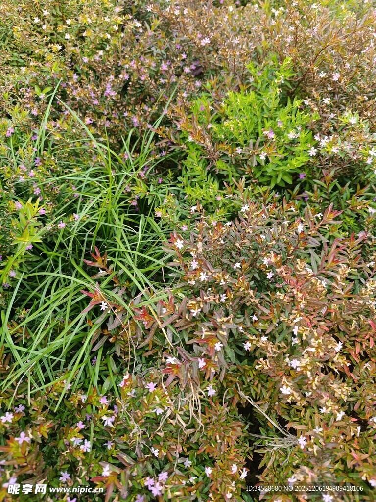 多彩繁茂的地面野生植被