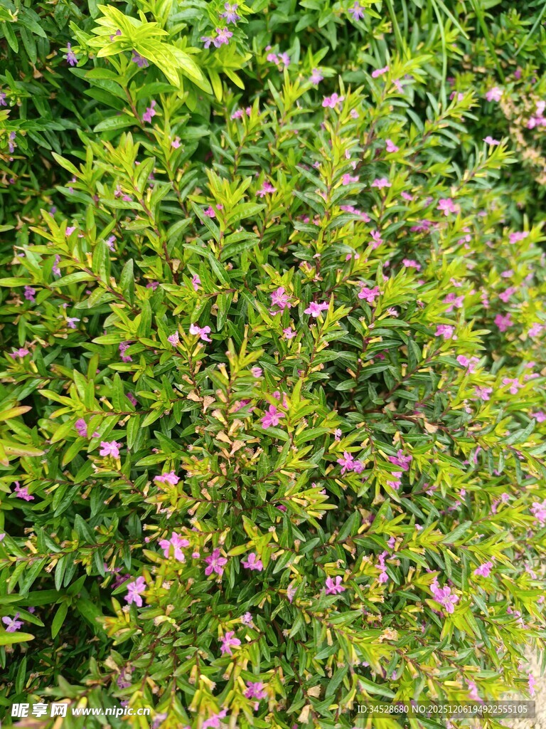 绿叶丛中的粉色小花