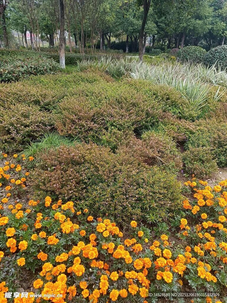 秋日绚烂花丛景观