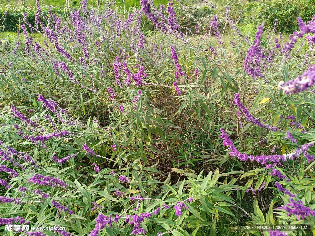 紫色花丛绽放生机