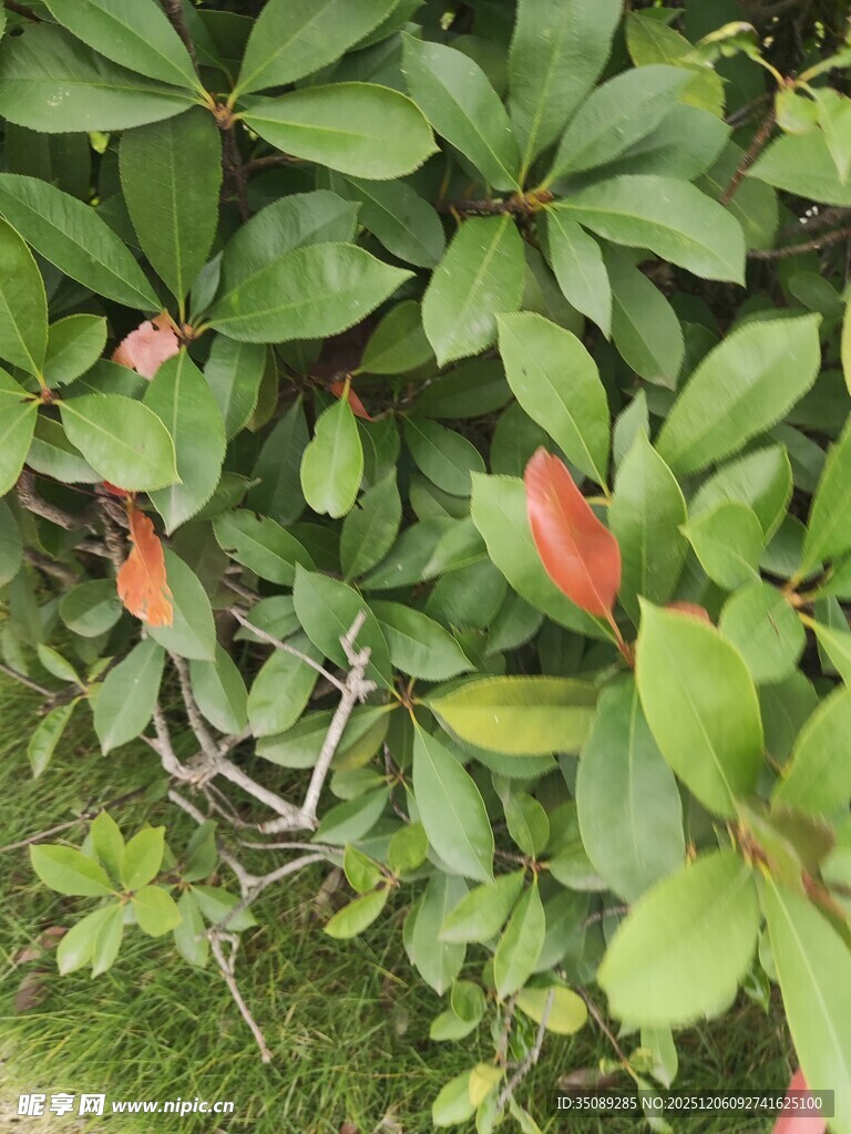 绿叶间的红色花苞