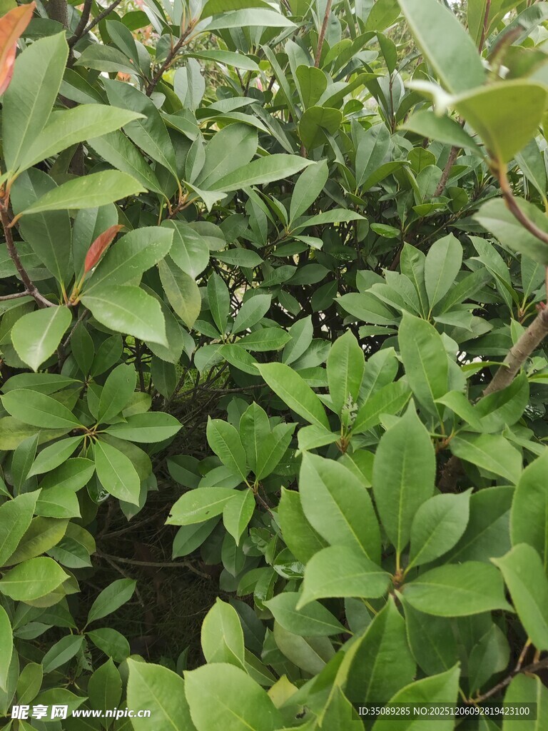 绿叶繁茂的植物景观