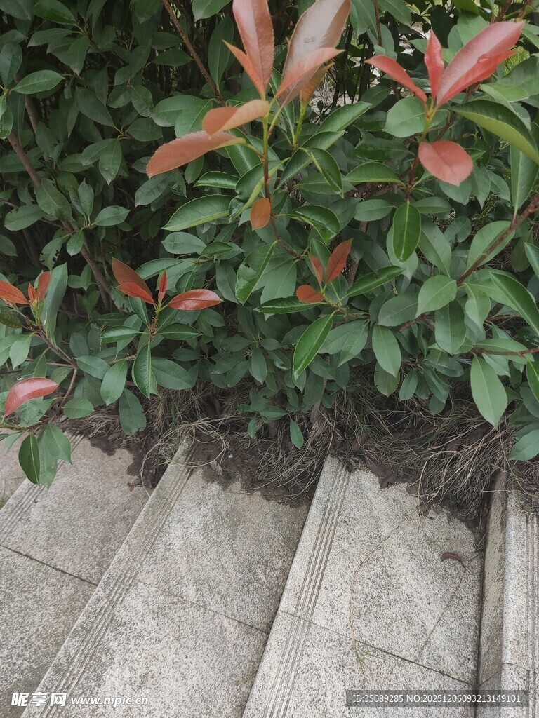 石缝间的红叶绿植