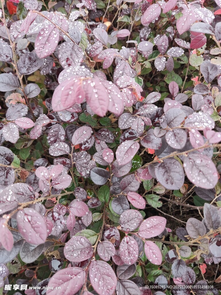 粉色斑驳叶片植物特写