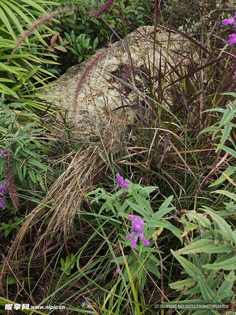 草丛中的神秘物体