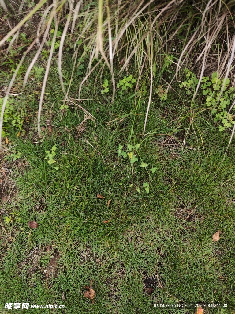 草丛中的嫩绿植物